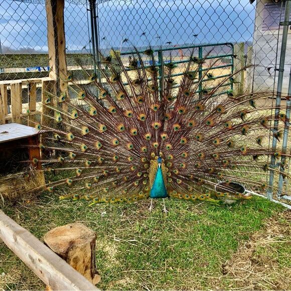 AUTHENTIC Peacock Feathers - Picture 9 of 14